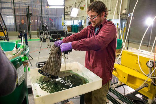 Der Oleo-Schwamm, ein Schwamm zur Reinigung der Ozeane von Ölunfällen