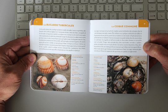 Coquillages Editions Glénat