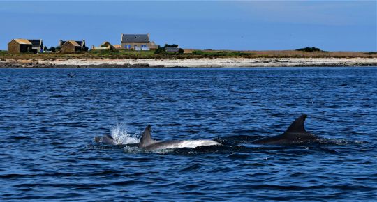 Petit cabotage en mer d'Iroise