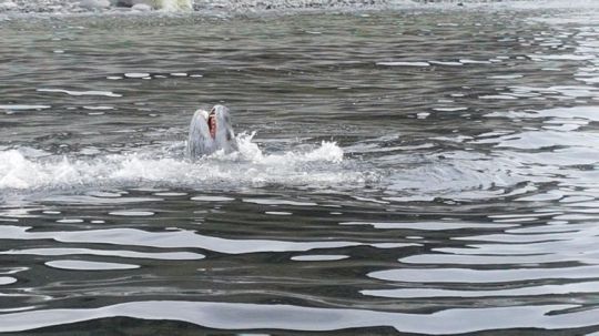 Un léopard de mer essaye d'en croquer une
