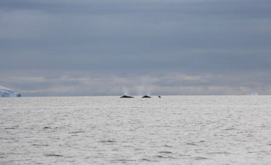 Plusieurs baleines au loin