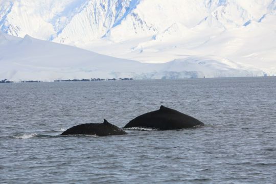 Deux  baleines en chasse et curieuses
