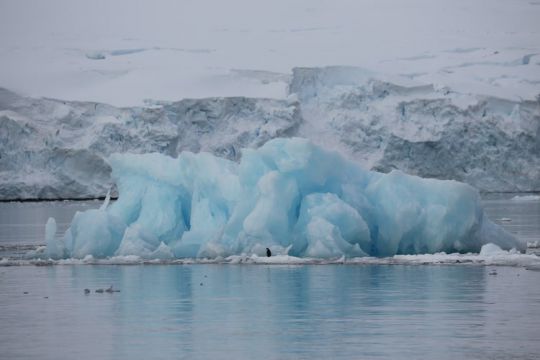Manchot papou et iceberg