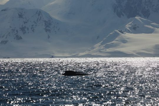 Baleine au large d'Enterprise