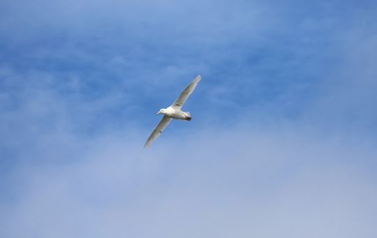 Albatros en vol à Hannah's Point