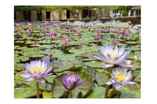 Jardin des nénuphars, au Temple-sur-Lot