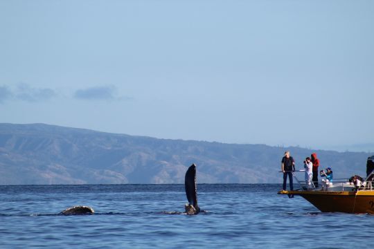 Observation des baleines par le biais d'un opérateur de Whale Watching