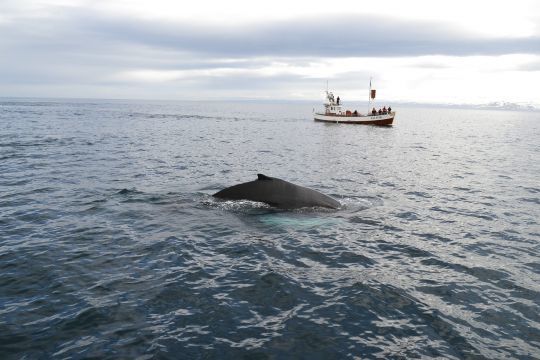 Observation des baleines en Islande