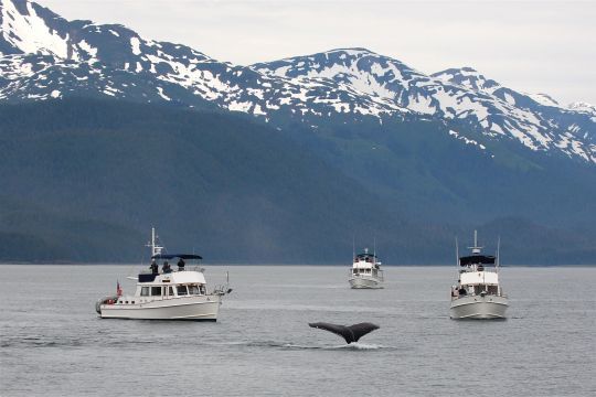 Observation des baleines en Alaska
