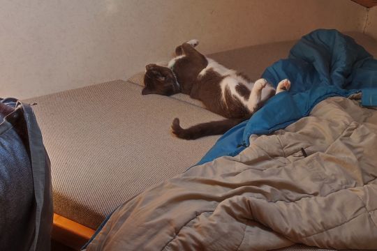 "Rio apprécie le lit breton de la cabine avant : la cabine des invités"
