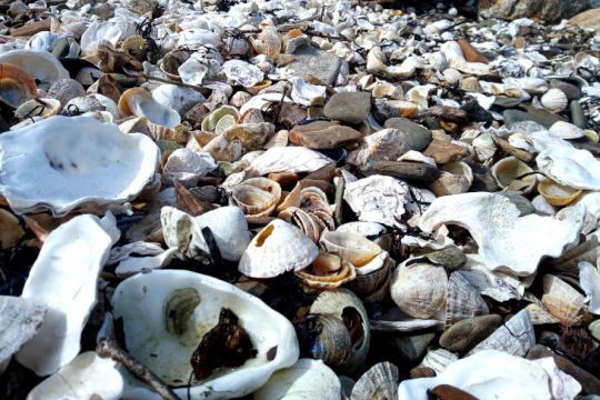Des coquillages sur la grève
