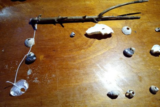 Quelques coquillages suspendus à une branche