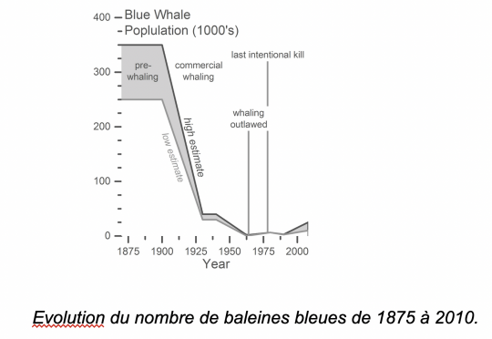 Evolution du nombre de baleines bleues de 1875 à 2010.