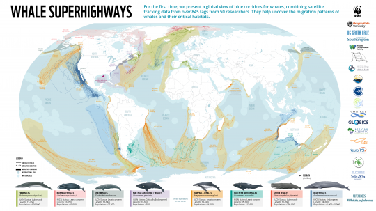 Carte de présence et déplacements de plusieurs espèces de baleines.