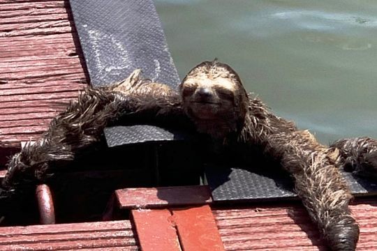 L'Amazonie héberge une biodiversité phénoménale