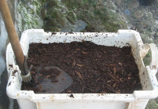 Ecorce de chêne © Trimartolod