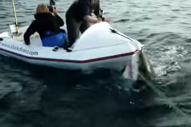 Ein groer Weier Hai terrorisiert zwei Tierreporter
