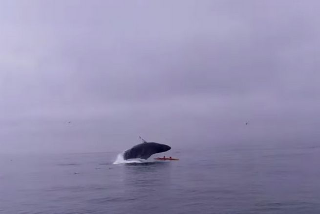 Ein Wal springt auf ein Kajak