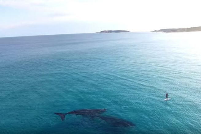 Zwei Blauwale treffen in Australien auf einen Paddel-Grenzer