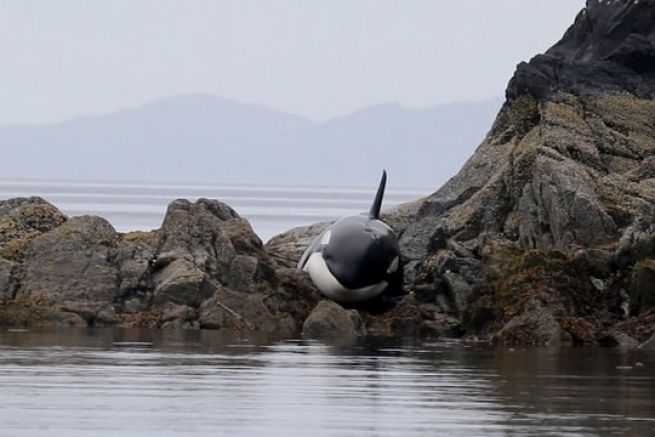 Der Orca steckt in den Felsen