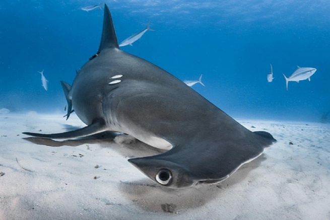 Die schnsten Bilder von Haien des World Shootout 2015 (3/4)