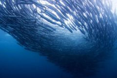 Thalassa