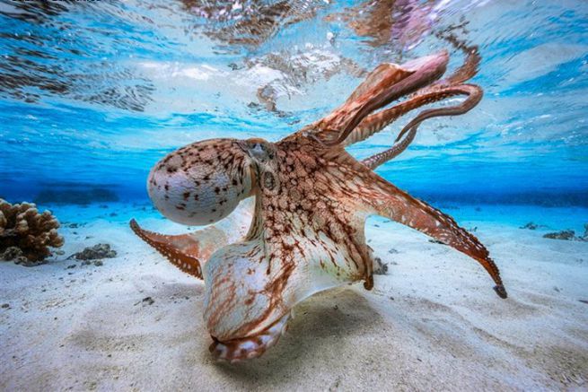 Tanzender Oktopus von Gabriel Barathieu