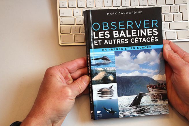 Beobachtung von Walen und anderen Walen in Frankreich und Europa