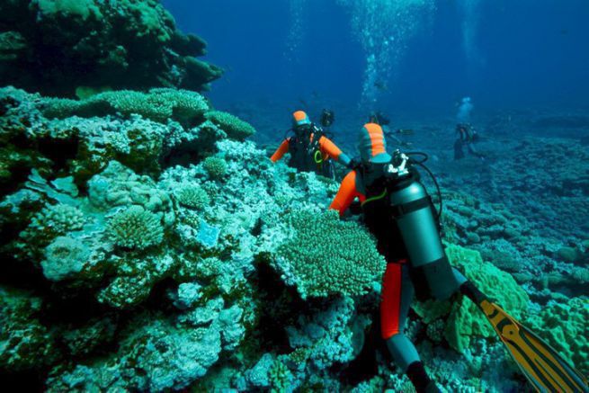 Studium der Korallen
