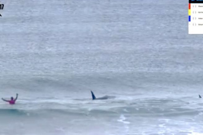 Killerwale laden sich mitten in einen Surf-Wettbewerb ein