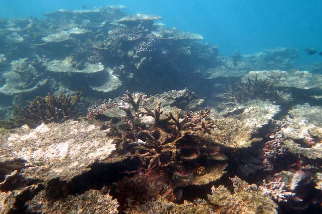 Degradierung der Korallenriffe auf den Samoa-Inseln