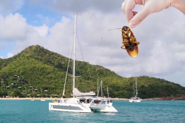 Tropenschifffahrt, wie kann man der Kakerlake an Bord ausweichen?