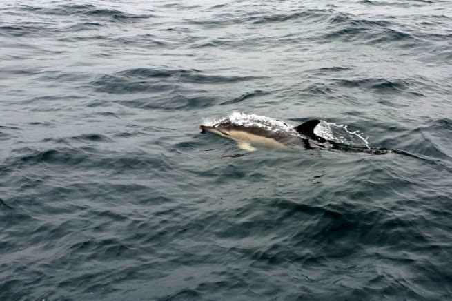 berfahrt Scilly-Irland, eine perfekte Navigation mit Delfinen