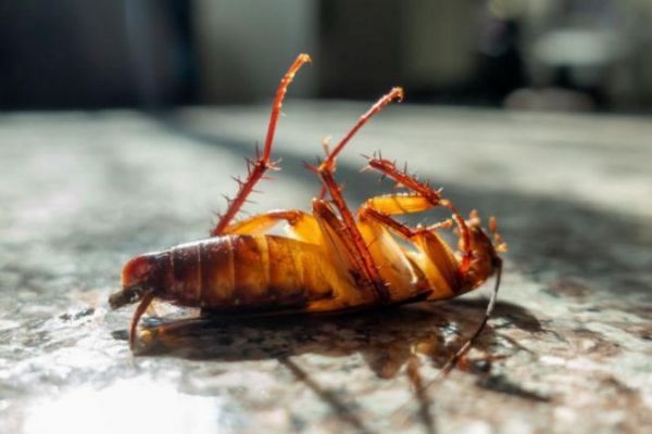 10 Tipps zum Schutz vor und zur Beseitigung von Kakerlaken an Bord