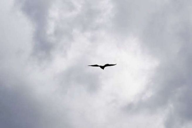 Caracara auf der Flucht, Puerto Williams.